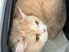 -北京观赏动物医院·24小时大型综合·猫专科·异宠专科