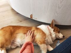 -浣熊柯尔鸭土拨鼠·电玩咖