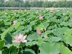 -莲花池公园