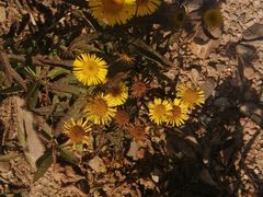 -北纬44度·金珠花海休闲农业旅游景区