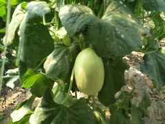 -庞各庄翠芳园西瓜蔬菜基地采摘园