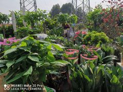 -三圣花乡旅游区