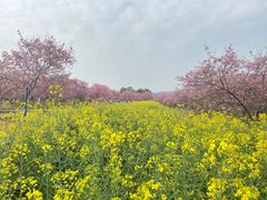 -天适樱花悠乐园