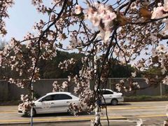 -胜华驾校·小猫学车(银都店)