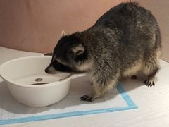 -浣熊柯尔鸭土拨鼠·电玩咖