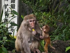 -黔灵山公园