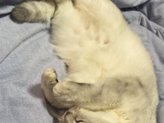 -宠福鑫康馨动物医院·骨科·眼科