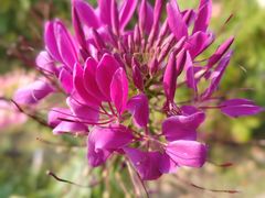 -花开海上生态园