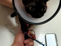 -宠颐生宠物医院·异宠猫科内科·诊疗中心宠巢店