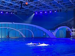 -海合安青岛极地海洋公园