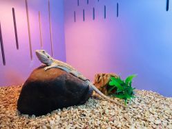 -椿树下·Tattoo纹身工作室