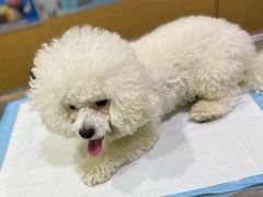 -pd派德宠物中心医院24H急重症·眼科中心·血液透析中心(嵩山北路店)