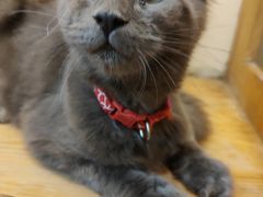 -猫小院猫主题餐厅(南锣旗舰店)