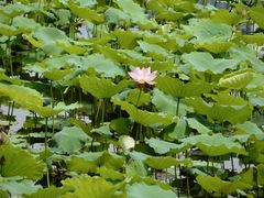 -荔湾湖公园