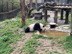 -都江堰中华大熊猫苑