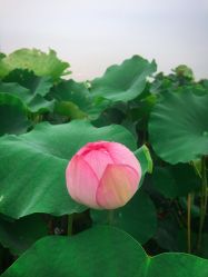 -水八仙生态园