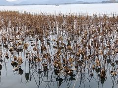 -湖畔居茶楼(湖滨店)