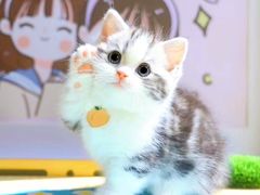 -70cat德文卷毛猫·缅因猫纯种猫舍