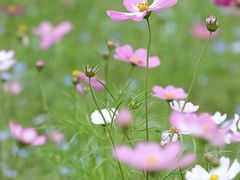 -上海滨江森林公园