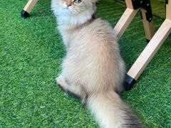 -百好乐宠物友好餐厅(朝外大街店)