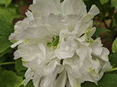 -洛阳市隋唐城遗址植物园