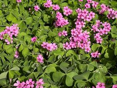 -玄武湖景区-情侣园游乐场