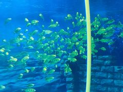 -烟台海昌鲸鲨海洋公园