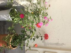 iphone_upload_pic-董家渡天主堂