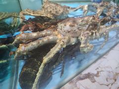 -旺顺阁海鲜广场(亚运村店)
