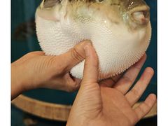 -天正河鲀·河豚亭(大连店)