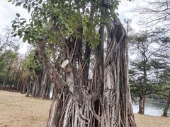 -荔湾湖公园