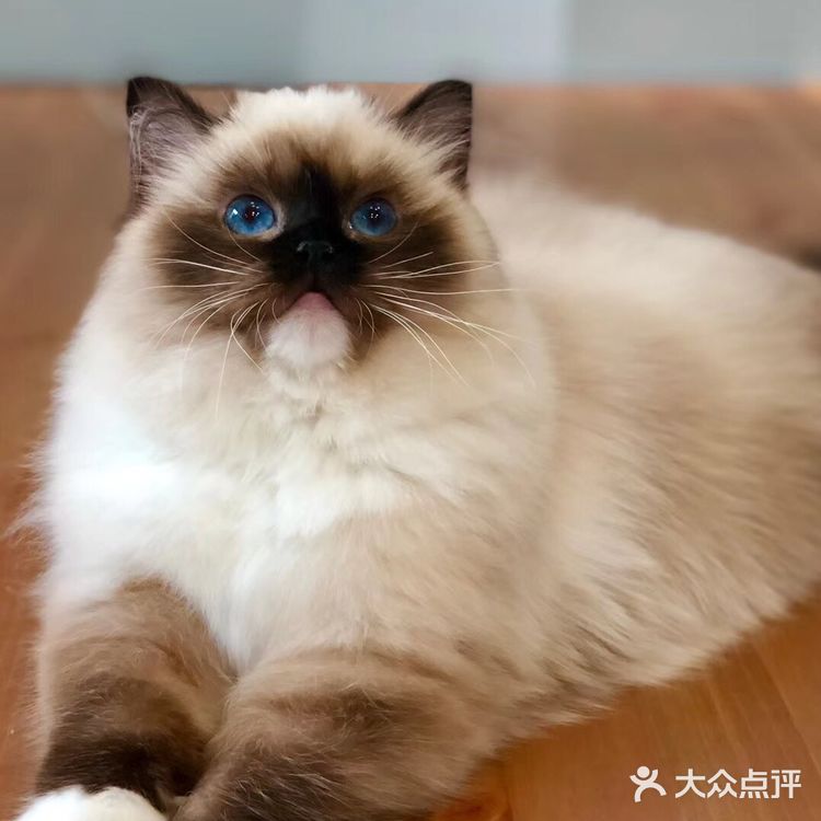 山猫绝对不是传统线，但是好多山猫却是传统型