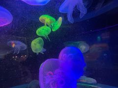 -太平洋海底世界