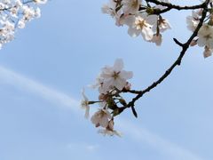 -天王浮山樱花园