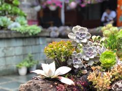 -寂照庵