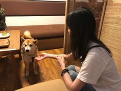 -柴务处·柴犬主题狗咖