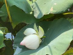 -莲花池公园