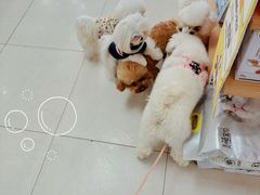 -翊宠yipet猫狗购宠庄园犬舍•猫舍