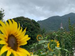 -深圳仙湖植物园