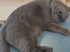 -猫在这儿猫咪咖啡馆·撸猫馆