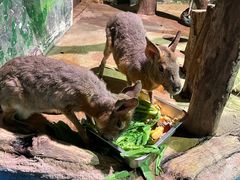 -正佳雨林生态植物园