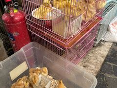 -曲阳花鸟市场(曲阳路店)