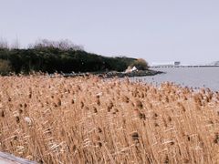 -上海吴淞炮台湾国家湿地公园