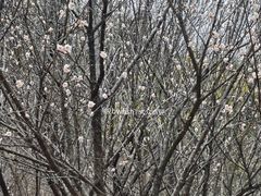 -中山市树木园