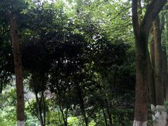 -铁山坪森林公园