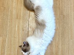 -有喵·猫咖·狗咖·30几只猫10只小狗(岗厦店)