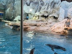 -帝企鹅自助餐厅•儿童岛•真企鹅(长隆企鹅酒店)