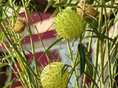 -中国科学院华南植物园