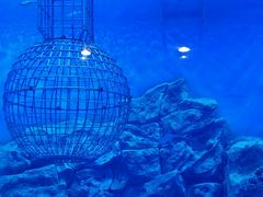 -芜湖新华联大白鲸海洋公园