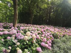 -上海滨江森林公园